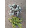 Очиток лопатчатолистний "Cape Blanco" (Sedum spathulifolium "Cape Blanco")